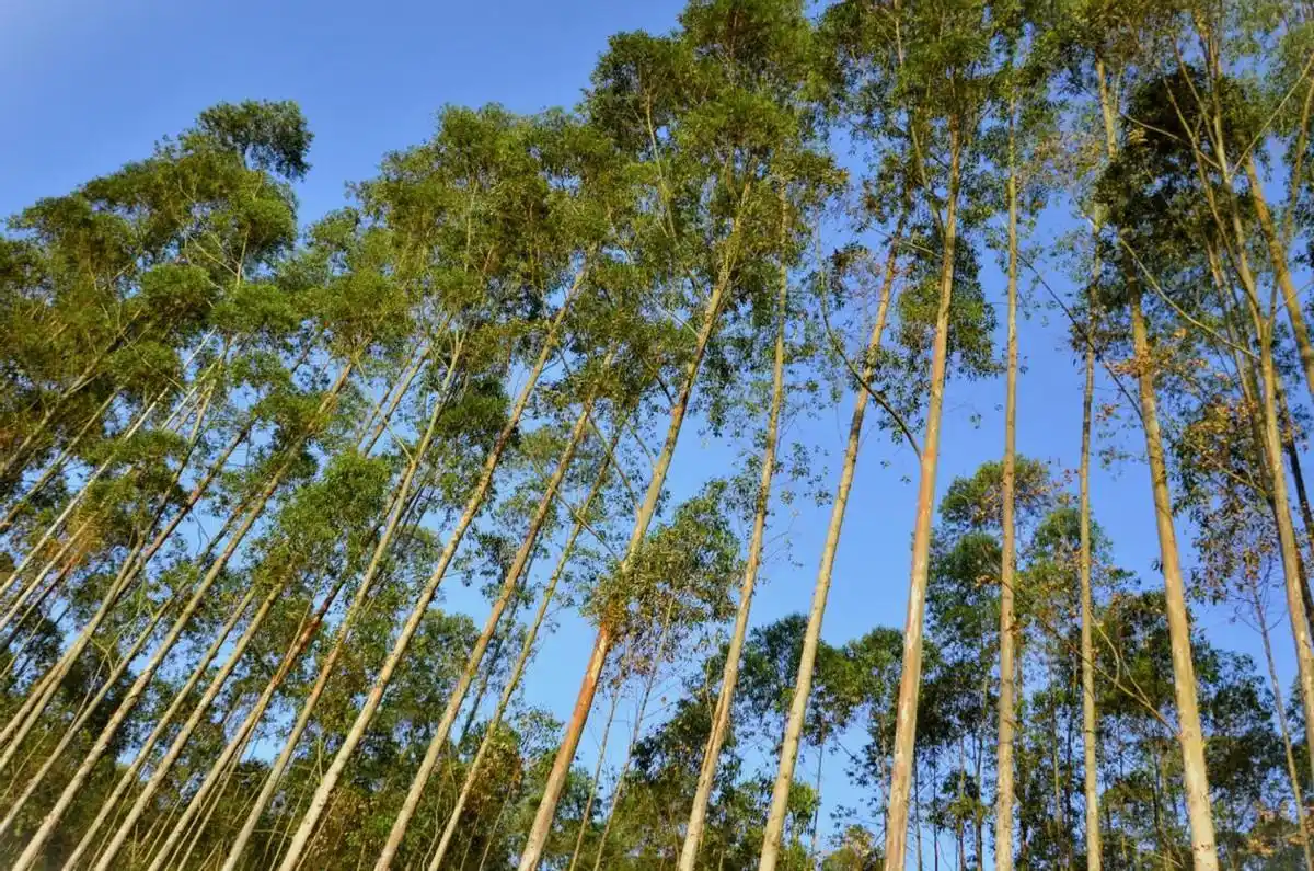 Eucalyptus: The Premier Choice for Broomstick Manufacturing